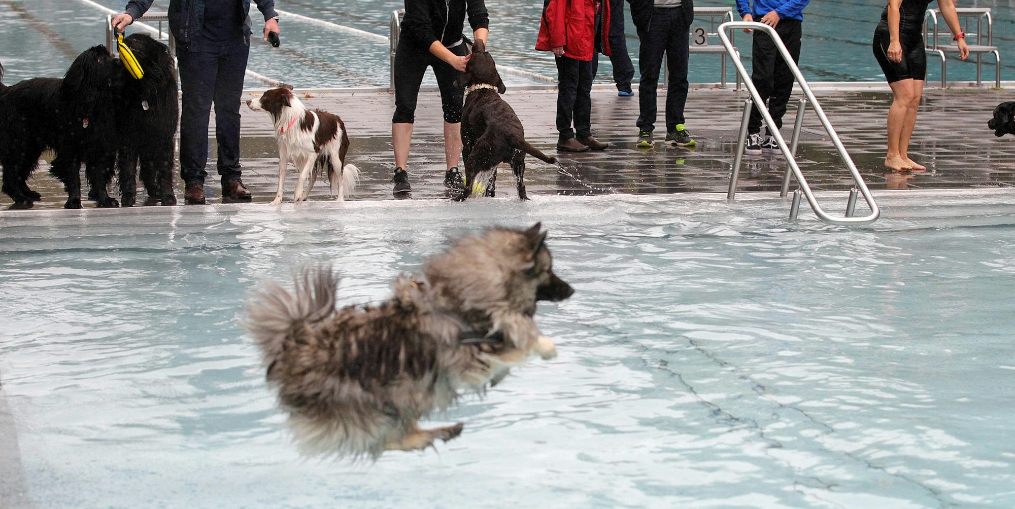 Hundeschwimmen 1