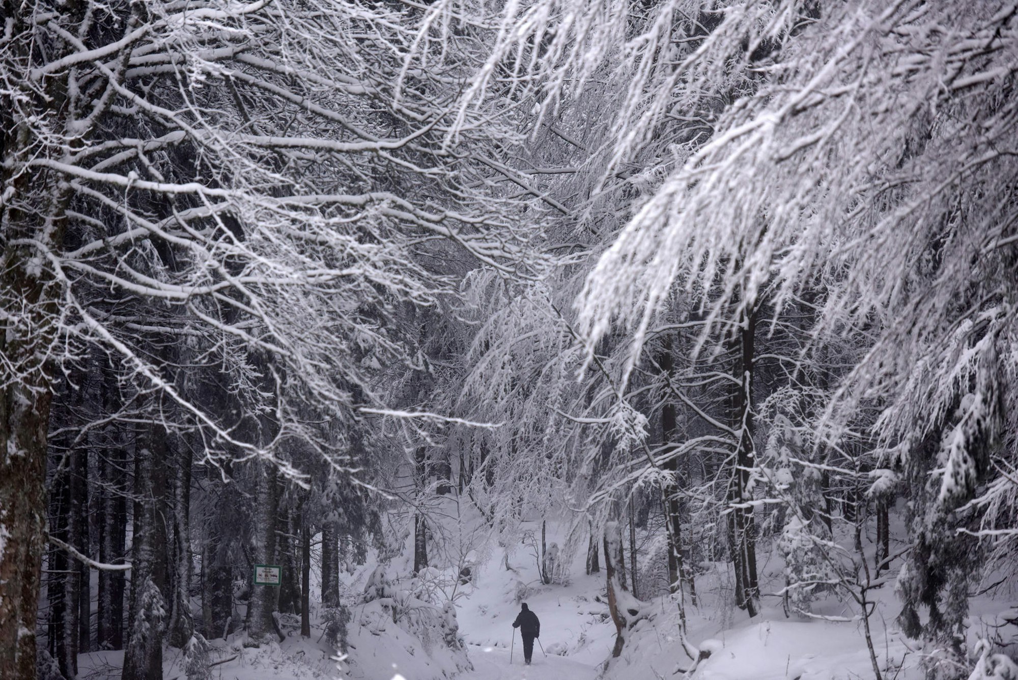 winterwald schnee wald bild