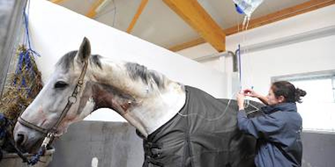 Im Intensivstall werden die Pferde nach Operationen gepflegt. Per Tropf erhalten sie die notwendige Infusion. (Bild: Ralf Krieger)