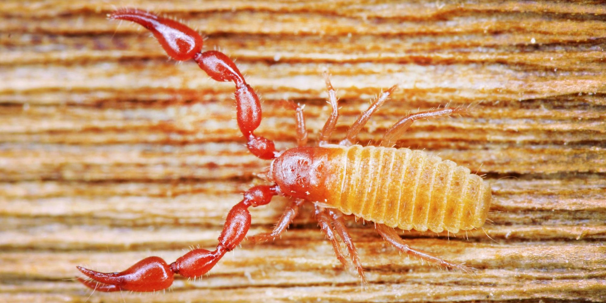 skorpion entdeckt