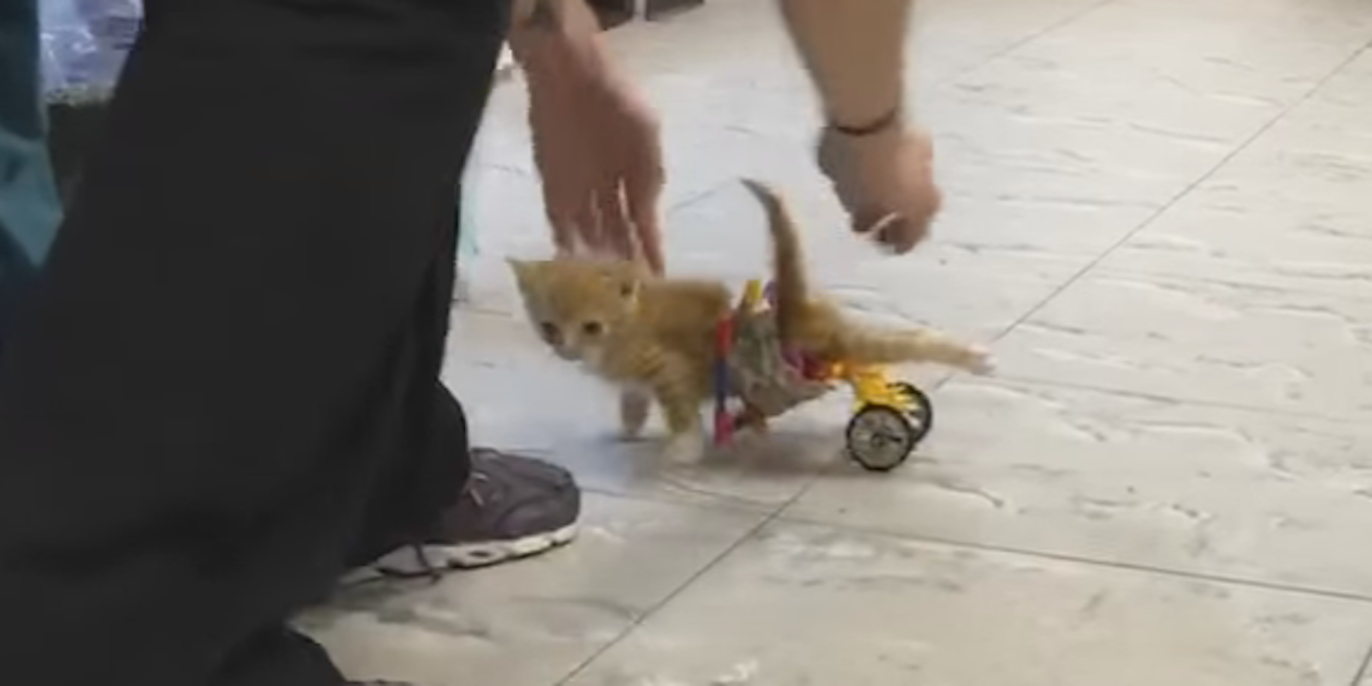 Katze Rollstuhl