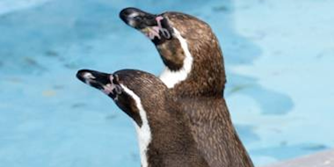 Pinguine sind monogam - hat sich im Zoo ein Männchen-Paar gefunden, bleiben beide einander treu und bebrüten sogar Steine. (Bild: Grönert)