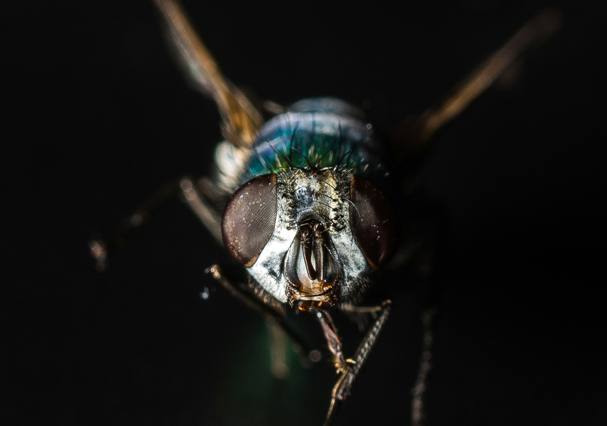 Insekten_Fliegen_Symbol
