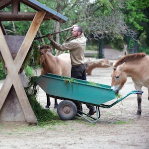 Geschützt und versorgt: Die fünf Przewalski-Pferde im Kölner Zoo bekommen von Tierpfleger Daniel Ernst frisch geschnittenes Gras.