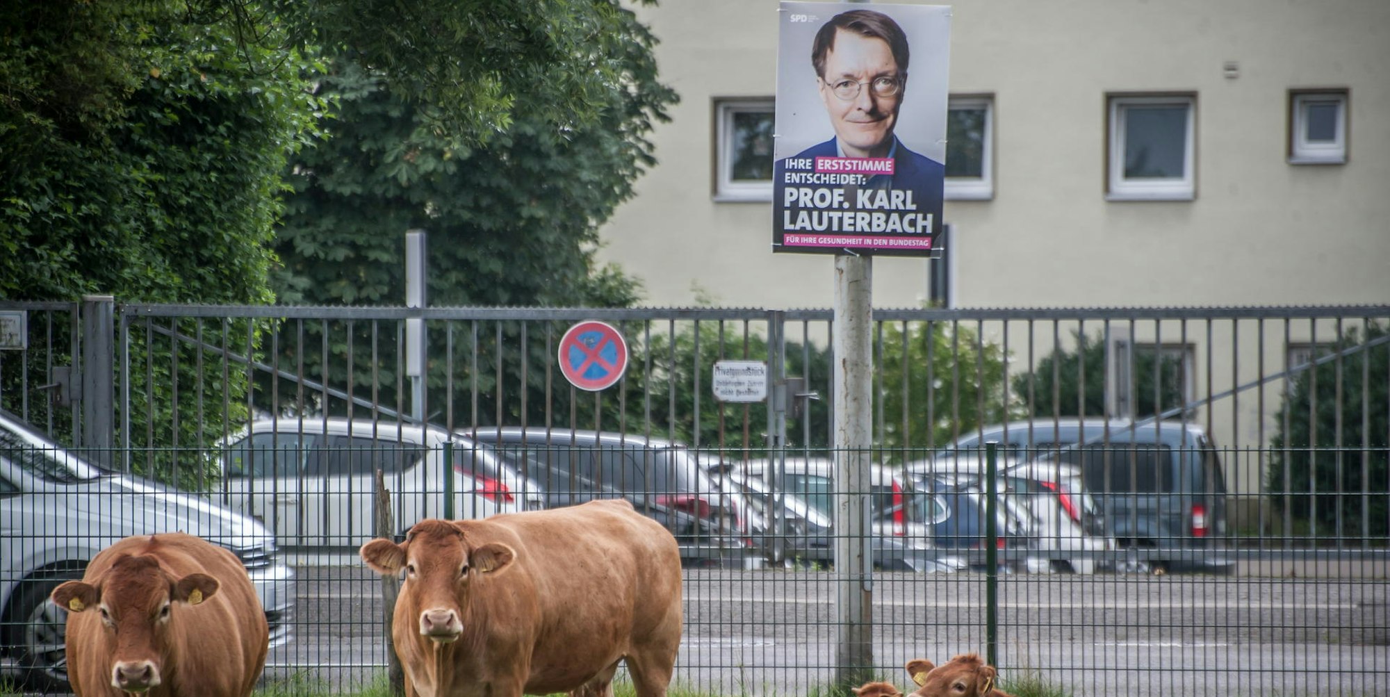 Die Kühe in dieser kleinen Herde interessieren sich nicht für Wahlplakate, auch nicht für gut gemachte.