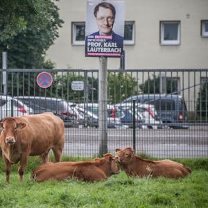 Die Kühe in dieser kleinen Herde interessieren sich nicht für Wahlplakate, auch nicht für gut gemachte.