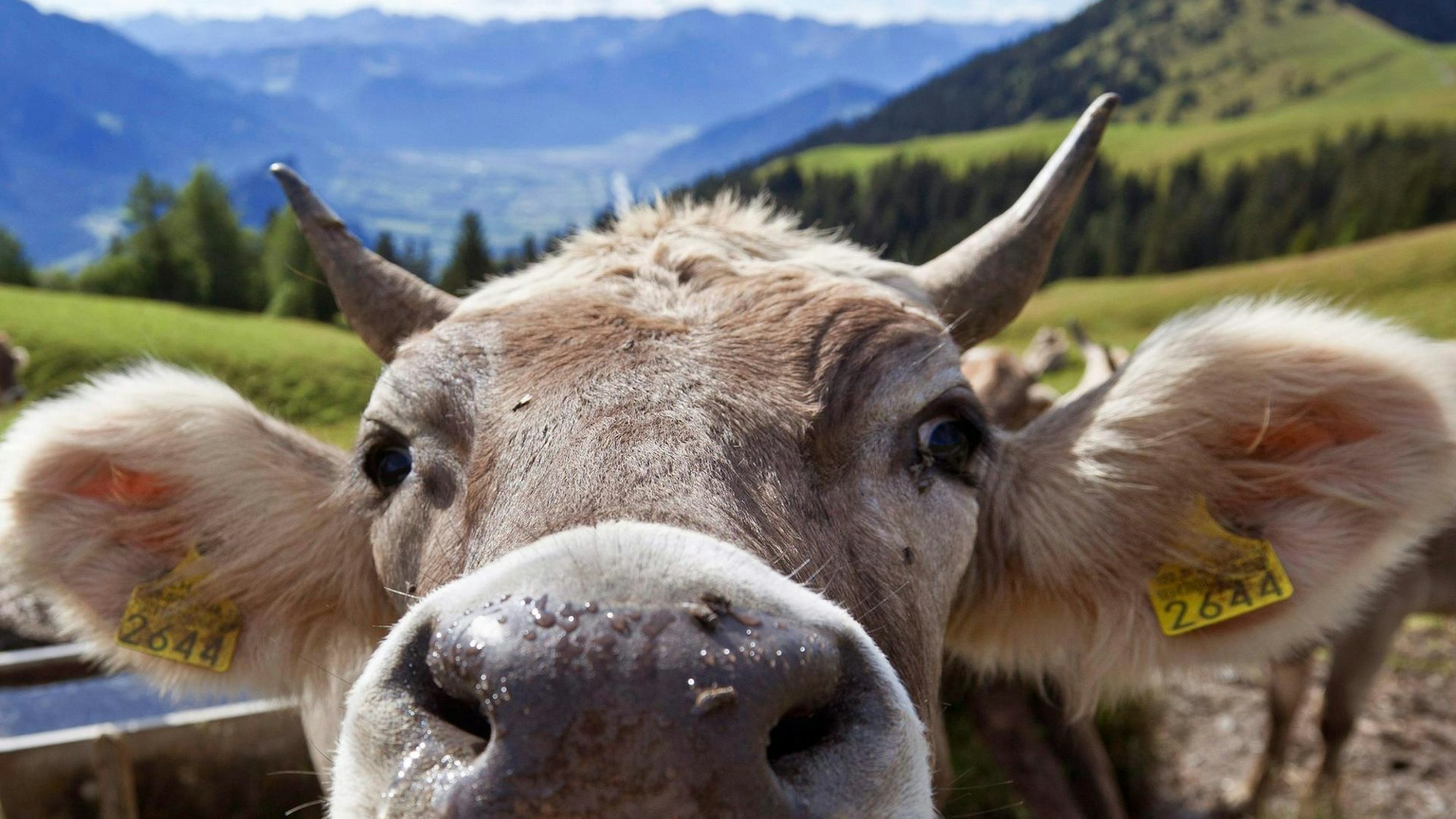 Eine Kuh in den Bergen schnuppert an der Kamera und kommt der Linse so nah, dass hauptsächlich Schnauze zu sehen ist.
