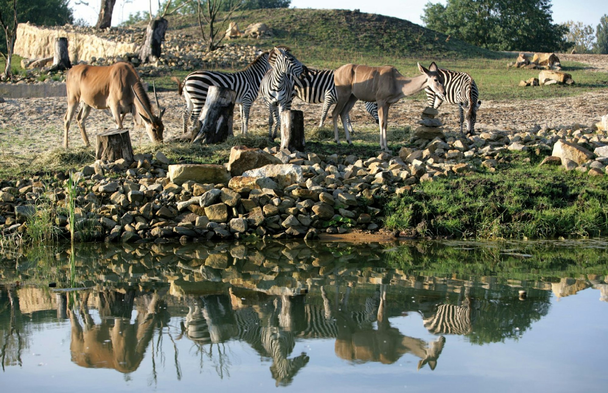 Im Zoom-Erlebniswelt in Gelsenkirchen geht es auf Tiersafari und Expedition