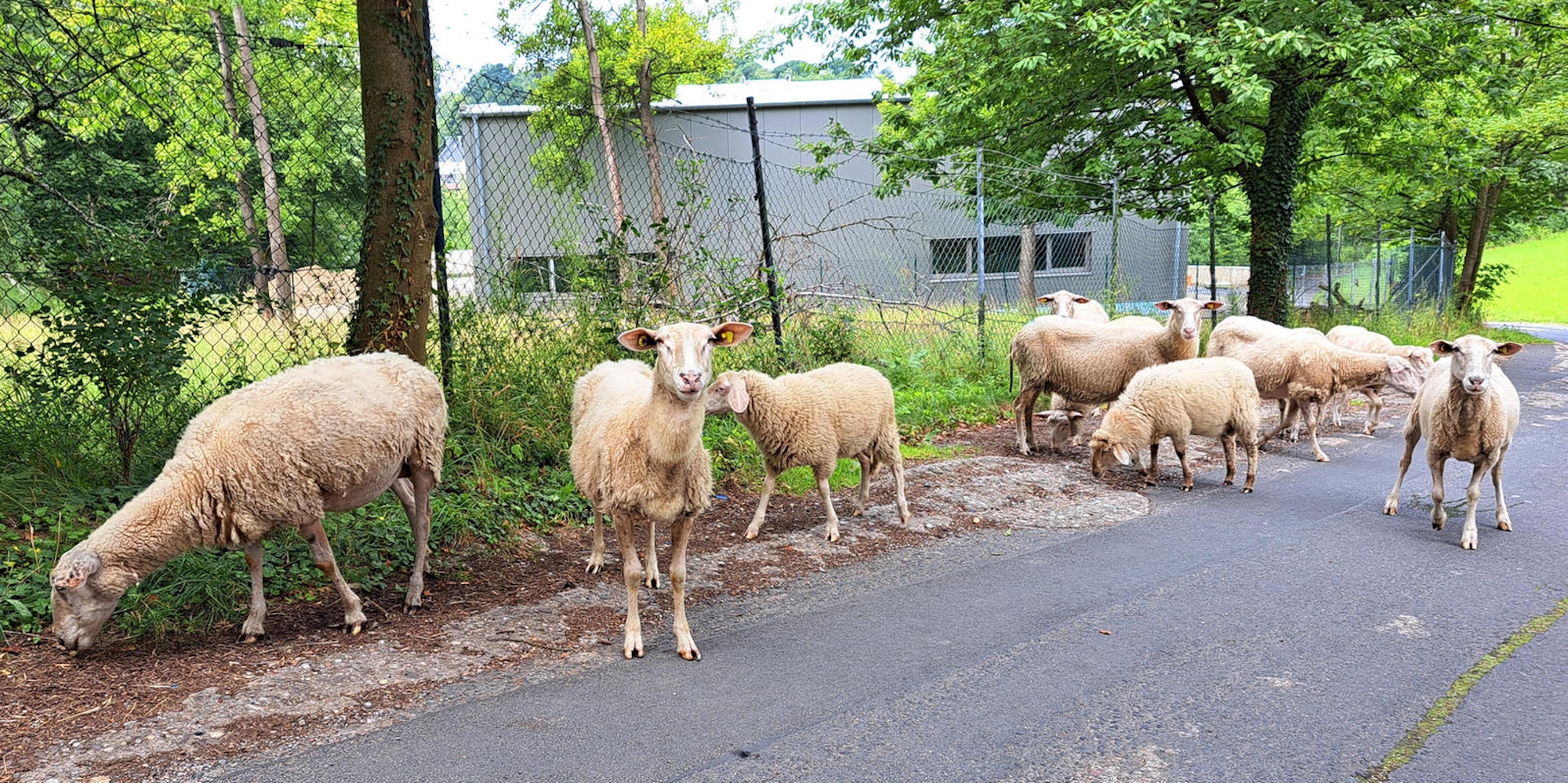 Über die Straße streunten die Schafe zunächst Richtung Moitzfelder Dorfmitte und dann zur ehemaligen Erzgrube Weiß.