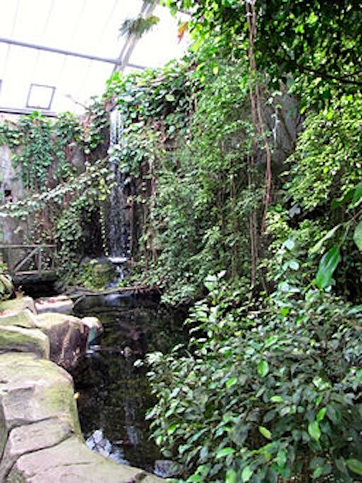 Regenwaldhaus im Kölner Zoo