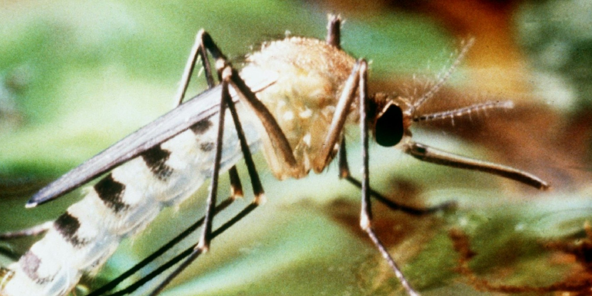 Die Tigermücke ist ein Überträger von Dengue-Fieber.