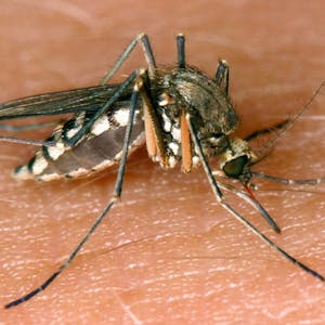 Nicht alle Menschen schmecken Mücken gleichlecker. Die Biester bevorzugen die Blutgruppe 0.