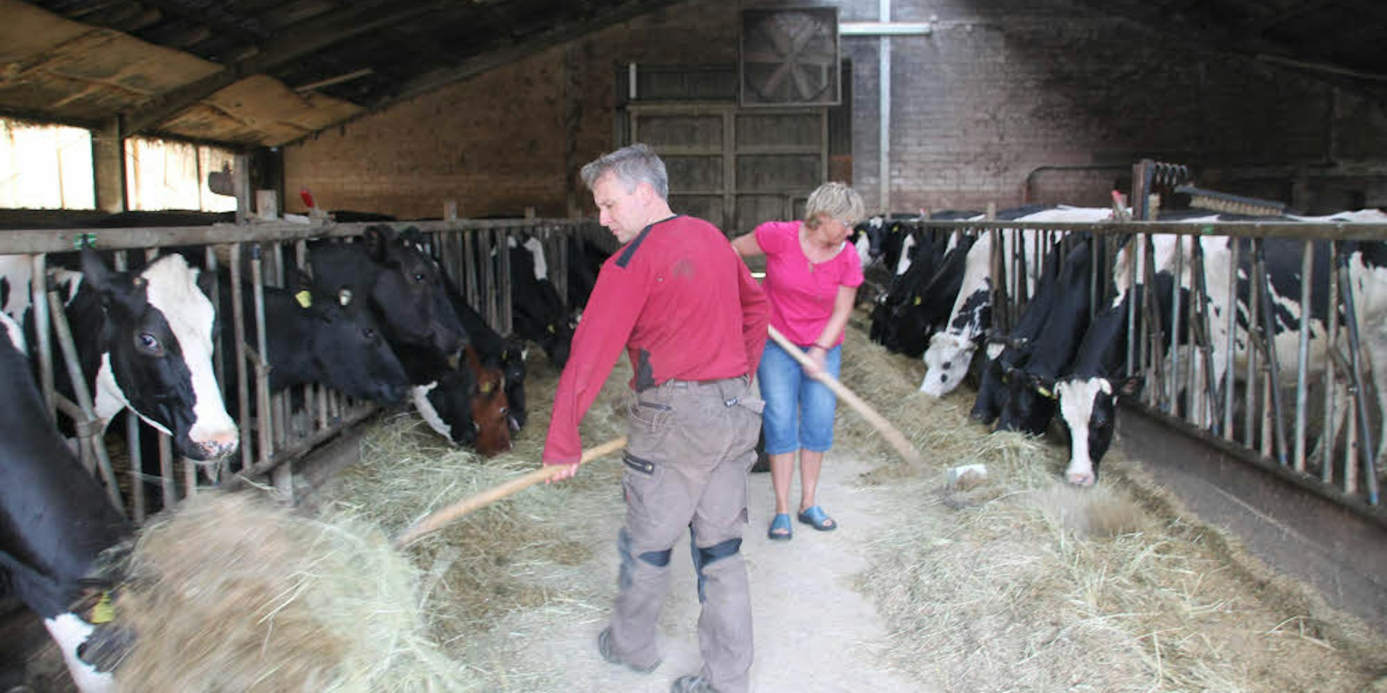 Die Kühe werden gefüttert. Im Familienbetrieb von Hubert und Anna Jobs packt jeder mit an.