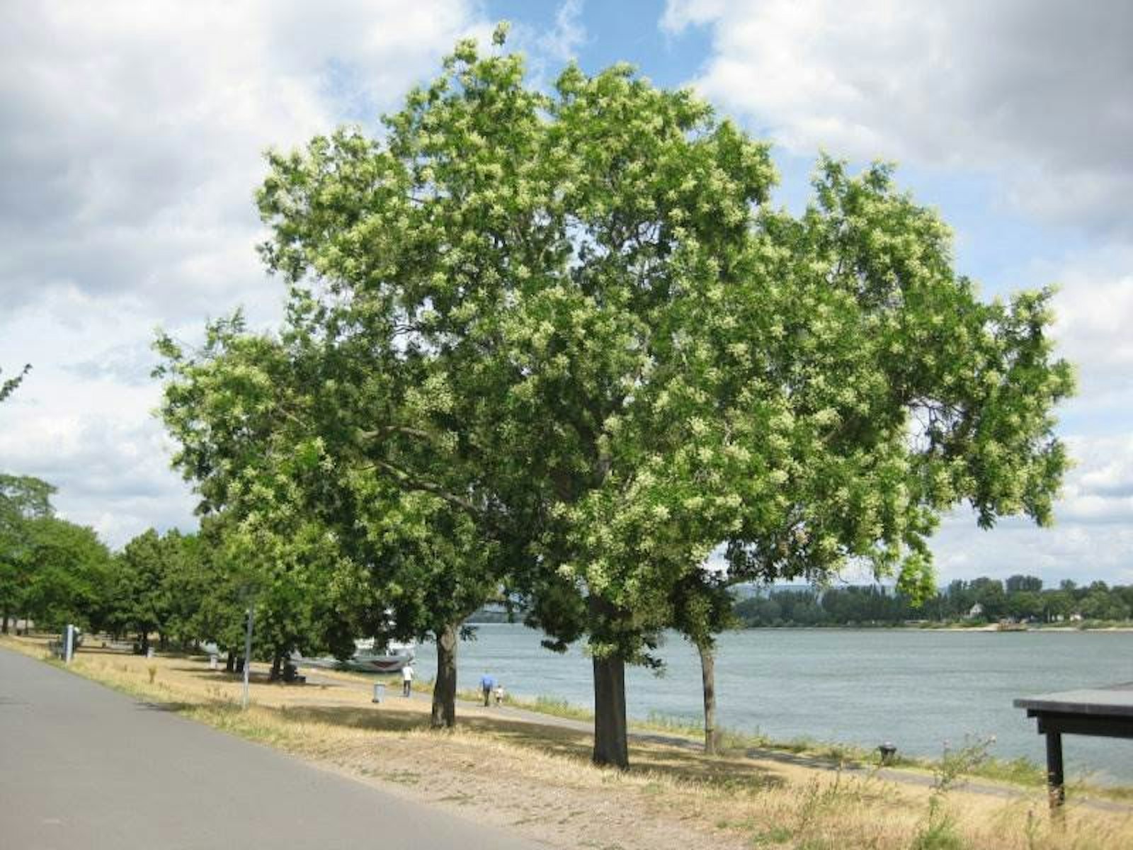 1177_4_Sophora-japonica-Japanischer-Schnurbaum