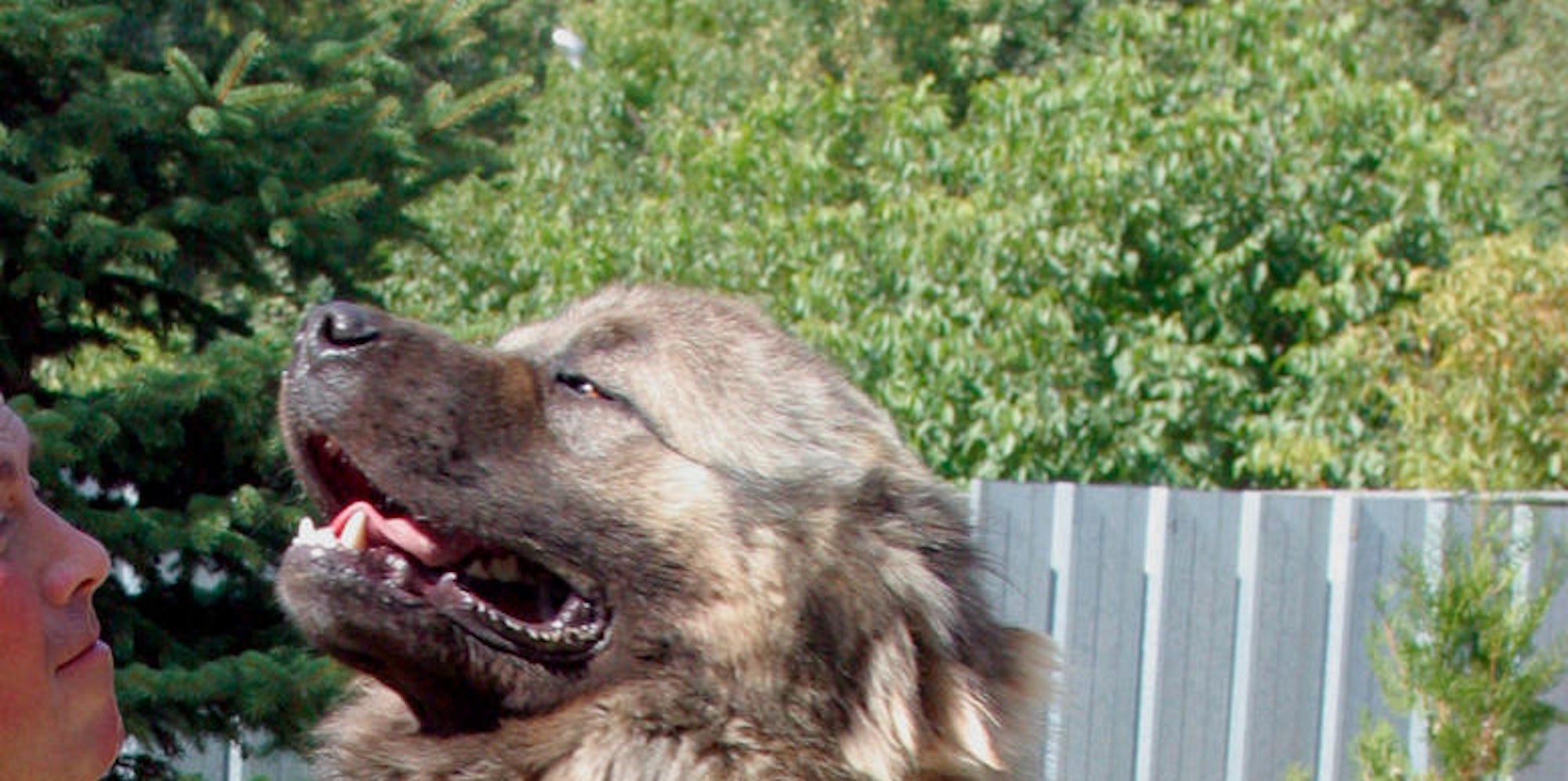 Nach Beißattacke_ Riesen-Hund von Polizei erschossen