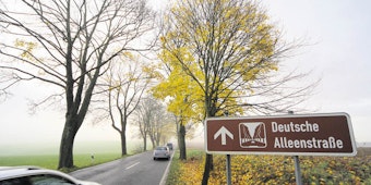 Sechs Bäume hat der Landesbetrieb Straßen NRW jüngst an der Deutschen Alleenstraße bei Spitze gefällt.