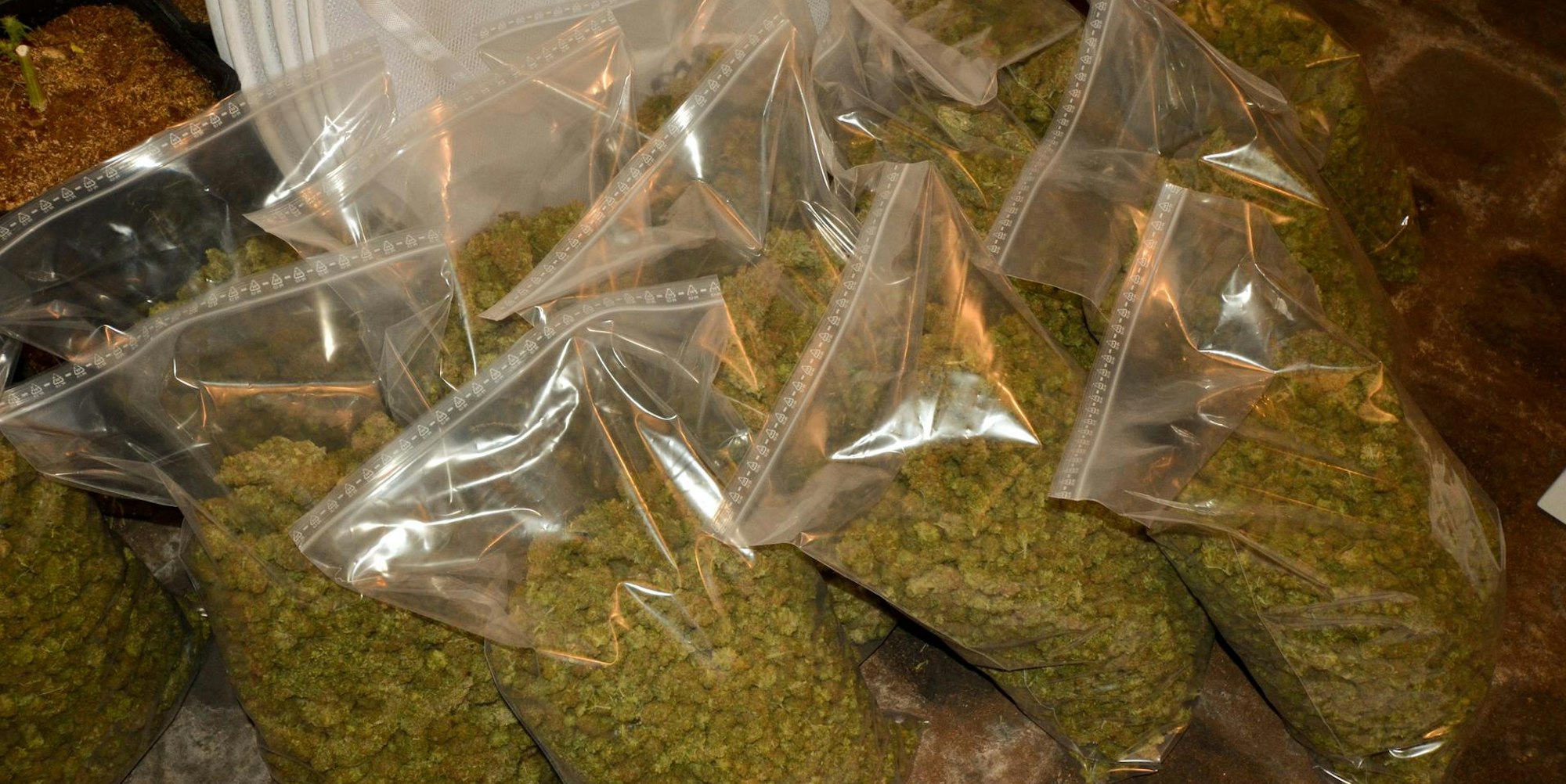 Cannabis gefunden Polizei Essen_1