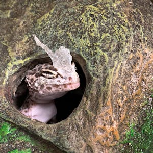 Gecko in Mönchengladbach