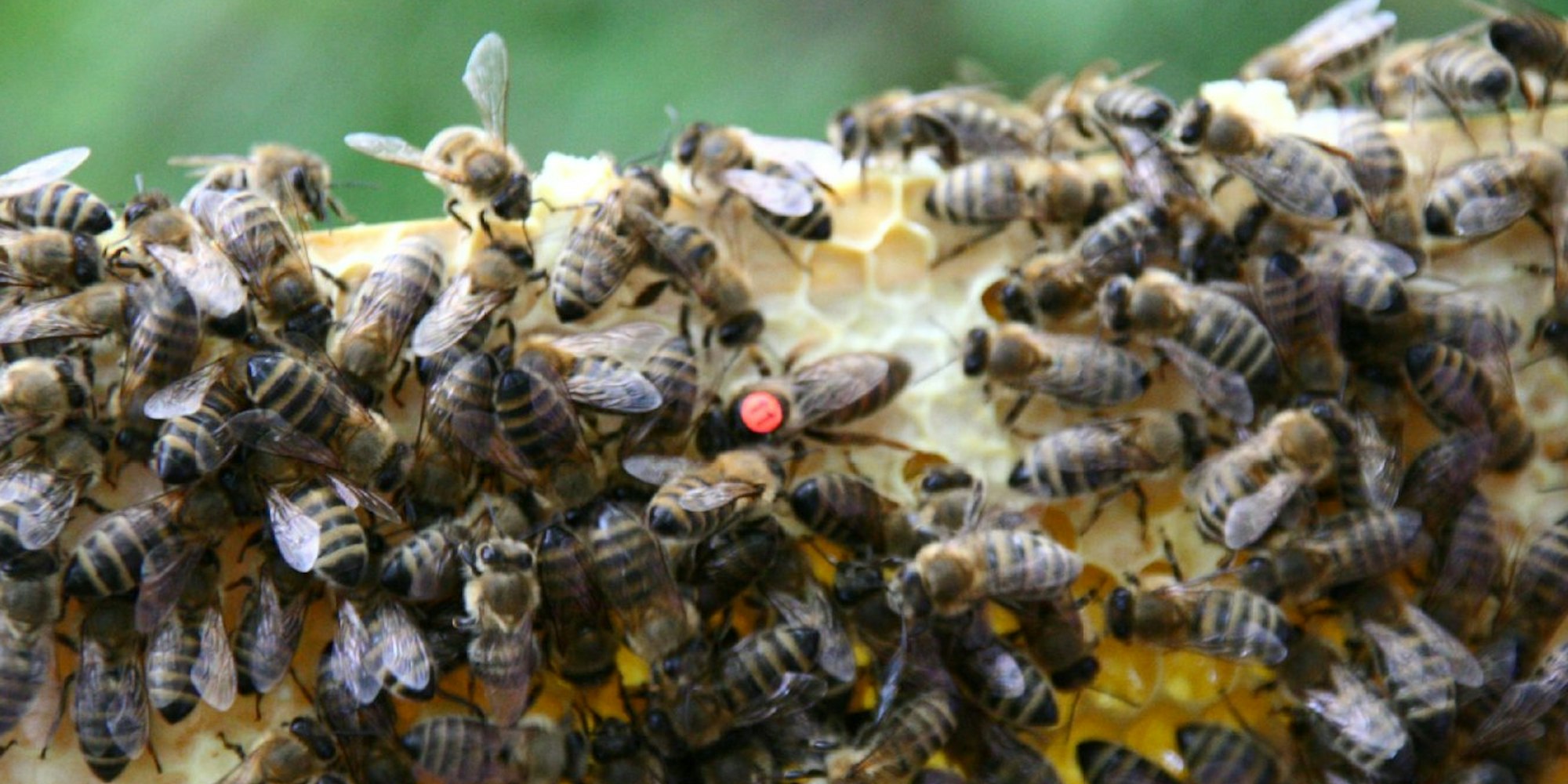 Mit einem roten Punkt und einer Zahl markieren Imker in ihren Völkern die Bienenkönigin, die hier mit ihren Arbeiterinnen die Wintervorräte bearbeitet.