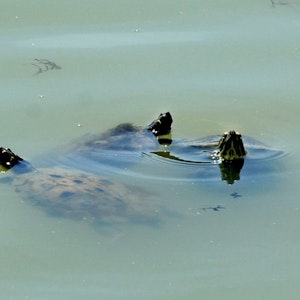 Köpfchen hoch! Drei Wasserschildkröten tummeln sich gemeinsam im Aachener Weiher.