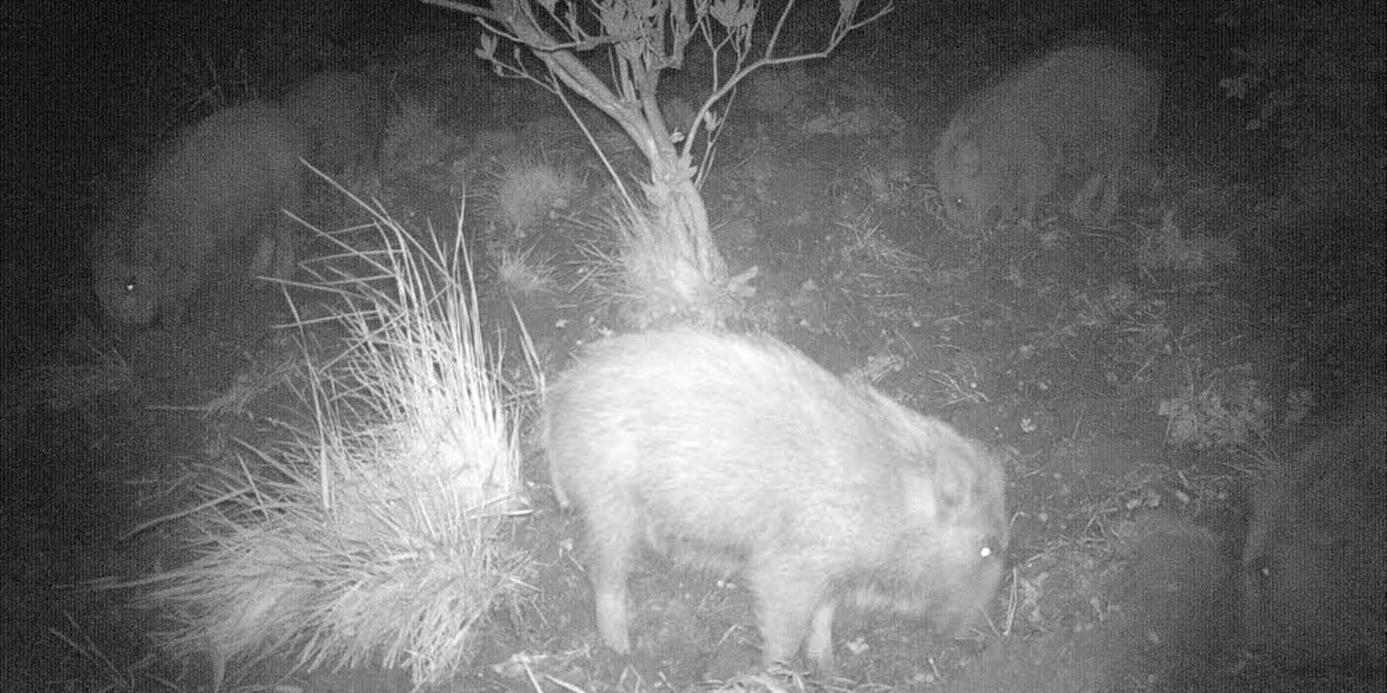 Eindeutiger Beweis: Wildschweine haben nachts den Garten der Amers auf der Suche nach Fressbarem mit ihren Rüsseln umgepflügt.