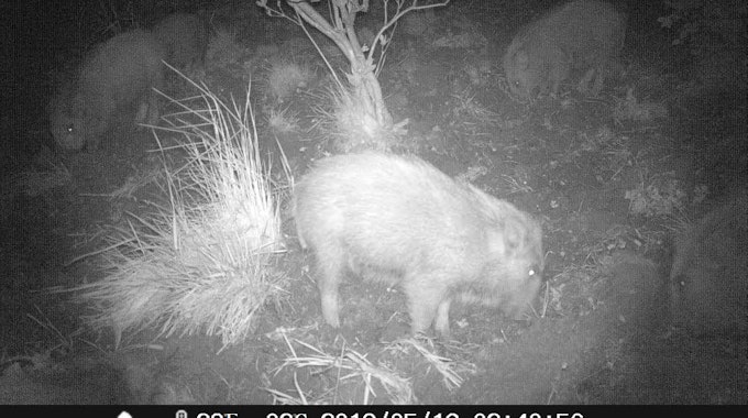 Eindeutiger Beweis: Wildschweine haben nachts den Garten der Amers auf der Suche nach Fressbarem mit ihren Rüsseln umgepflügt.