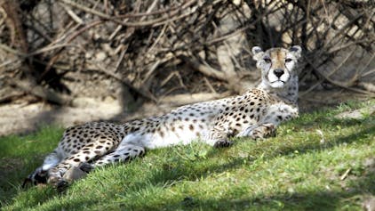 Wie schnell ist ein Gepard? Diese und viele andere Fragen rund um den zoologischen Garten und seine tierischen Bewohner werden am Kölner Zoo-Tag beantwortet.