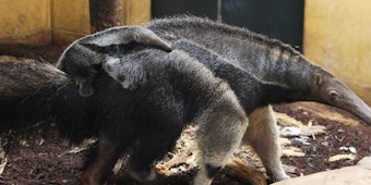 Ameisenbärenmütter tragen ihre Jungtiere auf dem Rücken, auf dem sich die Kleinen festkrallen.