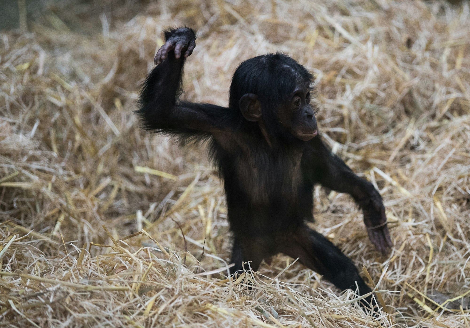 Bonobos-(c) Werner Scheurer-2759