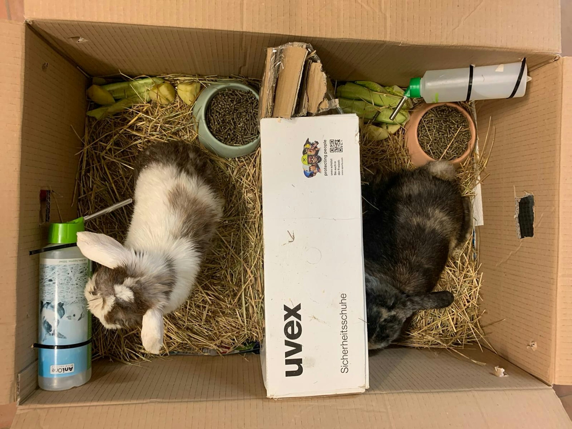 tierheim - kaninchen in kiste