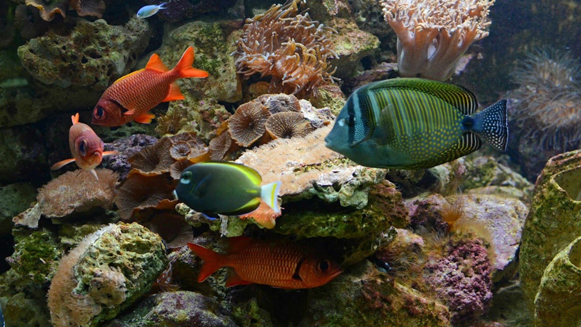 Fische schwimmen im Korallenfischbecken im Untergeschoss
