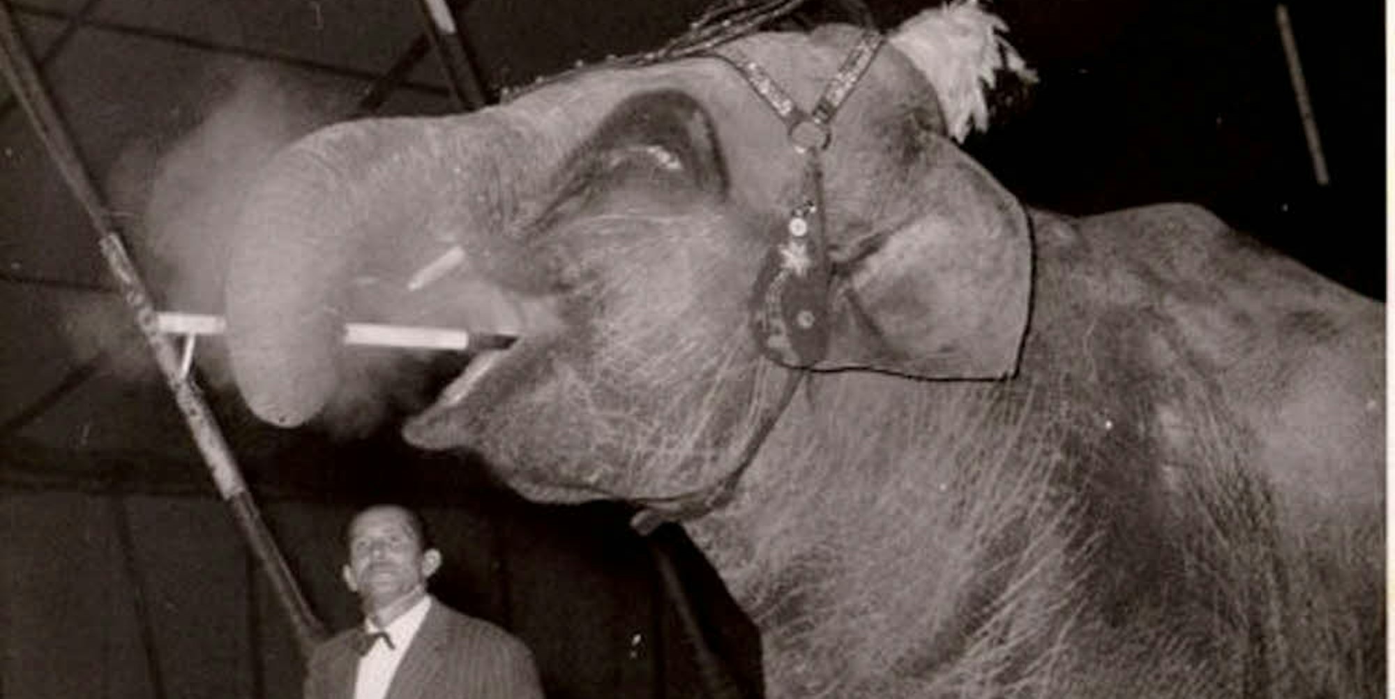 Josef Holzmüller mit Nelly, dem rauchenden Elefanten.