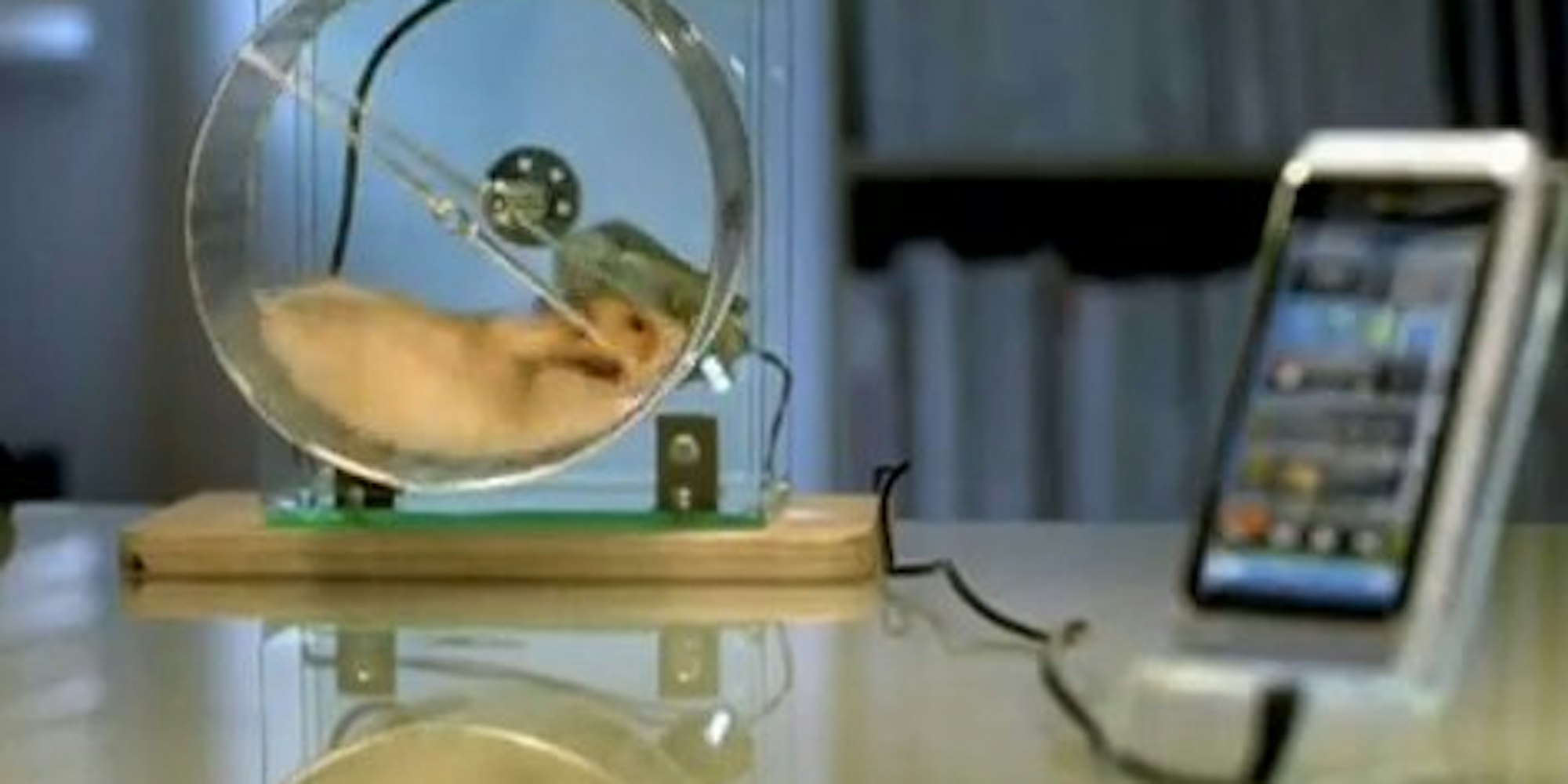 Hamster Elvis als lebendiges Handy-Ladegerät