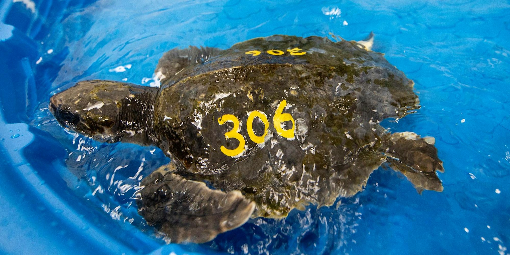 Meeresschildkröte Florida