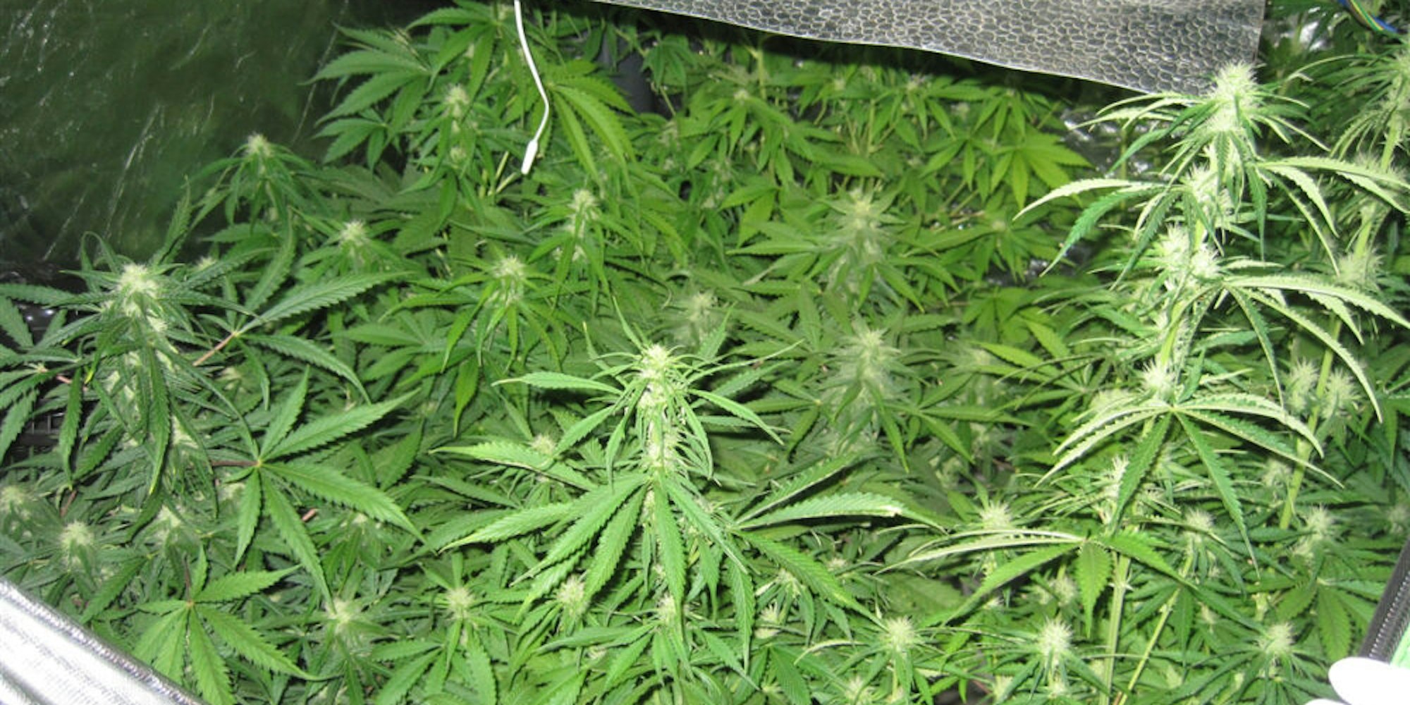 Einen professionellen Cannabis-Anbau haben Kriminalbeamte bei einer 48-jährigen Odenthalerin gefunden.