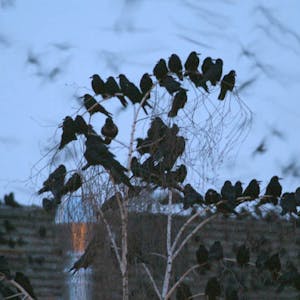 Hacken einander kein Auge aus: Krähen siedeln in Kolonien (hier in Dresden). Um die Vögel im Waldbröler Königsbornpark hat sich derweil ein kurioser Streit entwickelt. (Symbolbild)