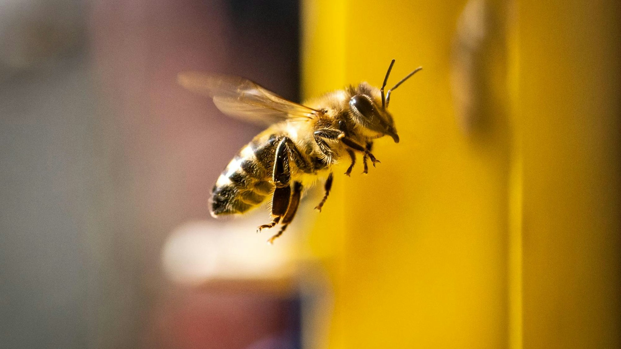 Honigbienen haben einen Flugradius von bis zu zehn Kilometern.