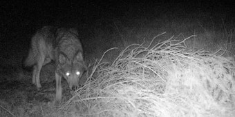 Bei Mützenich wurde dieser Wolf im Frühjahr von einer Fotofalle abgelichtet.