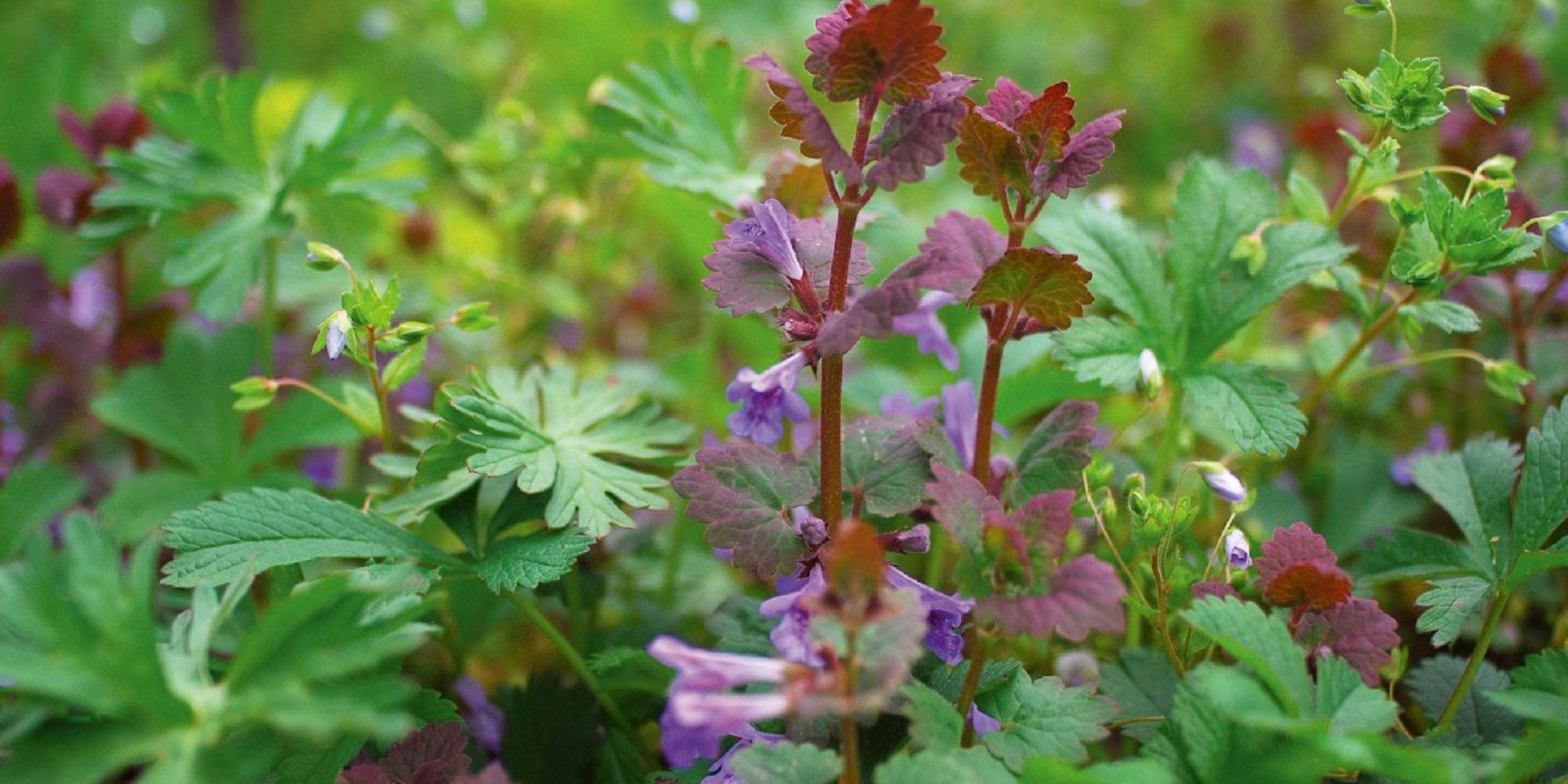 Unkraut Gundermann: Die Pflanze blüht violett, hat runde bis nierenförmige Blätter mit gekerbtem Rand und bildet Ausläufer.