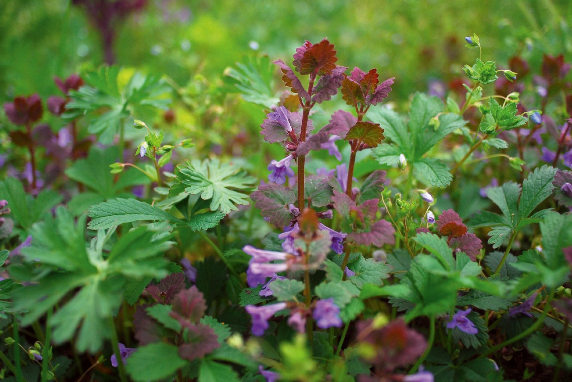 Unkraut Gundermann: Die Pflanze blüht violett, hat runde bis nierenförmige Blätter mit gekerbtem Rand und bildet Ausläufer.