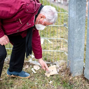 Am Zaun der Sinzenicher Papierfabrik hebt Jagdpächter Hans-Otto Hütte Teile des Fells eines der beiden verendeten Rehe auf. Er vermutet, dass es von einem Hund zu Tode gehetzt worden ist.