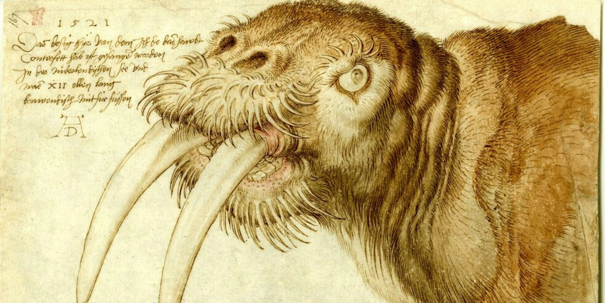 Kopf eines Walross (1521) von Albrecht Dürer