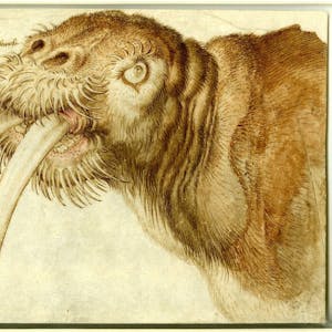 Kopf eines Walross (1521) von Albrecht Dürer