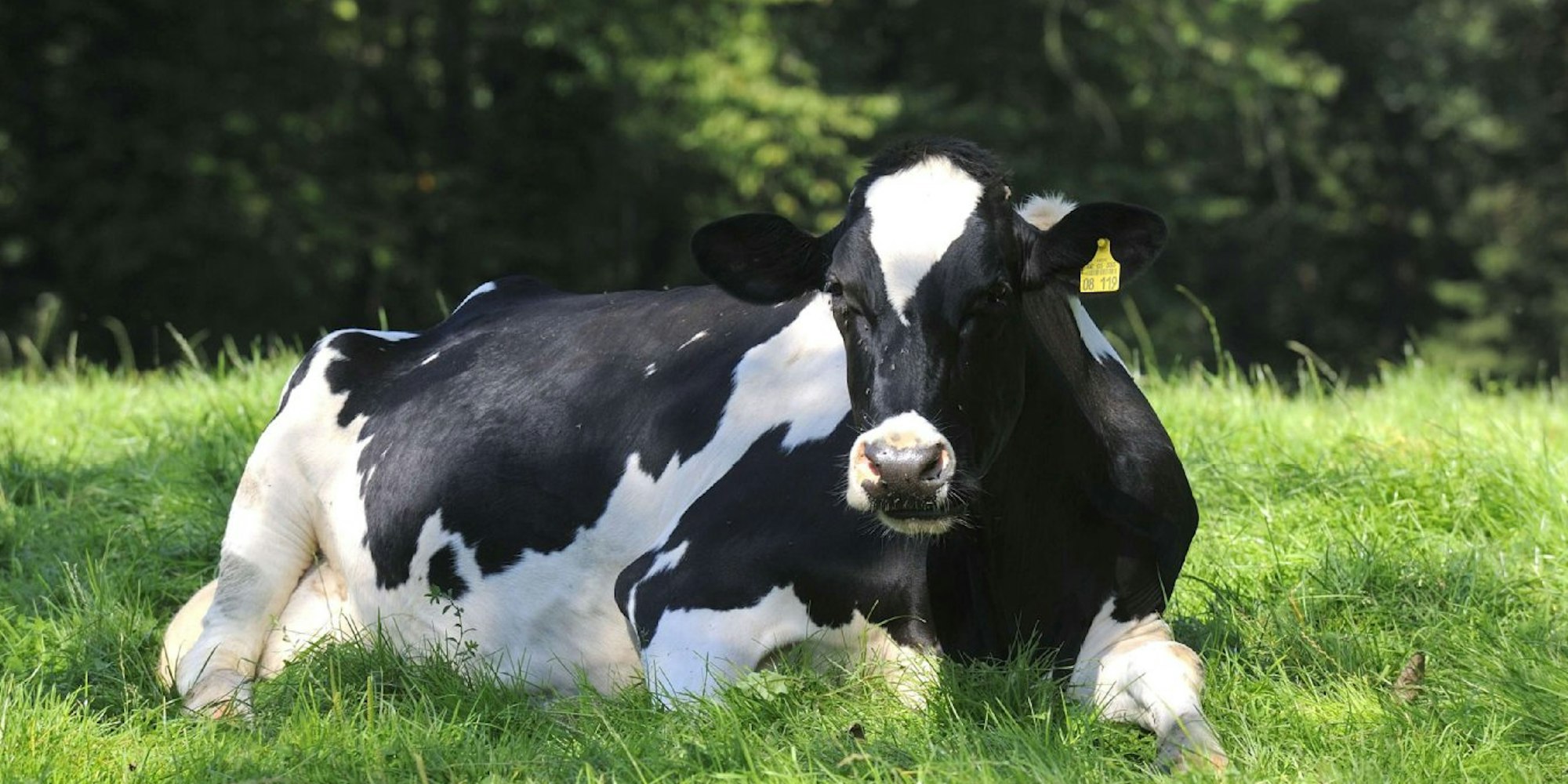 Ist die Kuh zufrieden - und bekommt sie viel Saftfutter (Gras) - gibt sie auch mehr und qualitativ bessere Milch. Das ist ein Fakt, der feststeht.