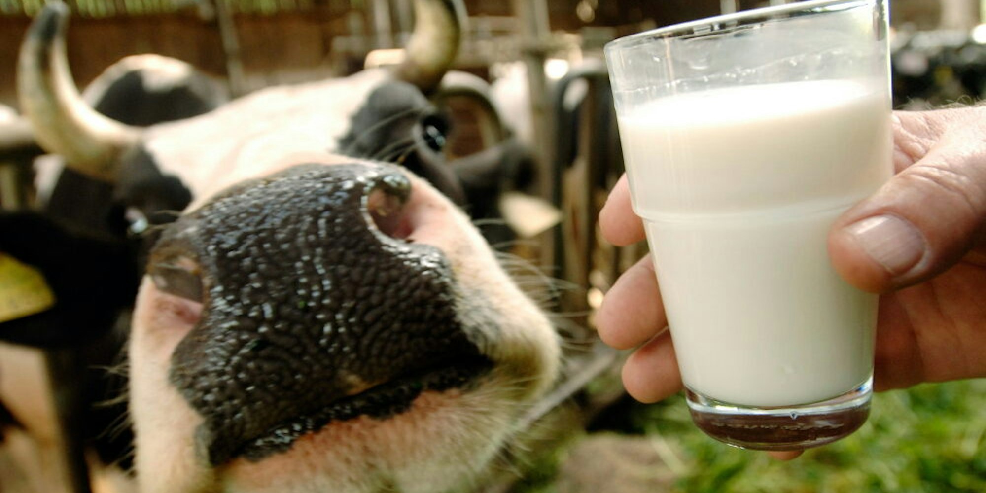Oberbergs Milchviehhalter wurden von dem geplanten Verkauf von Friesland-Campina an Müller-Milch überrascht.