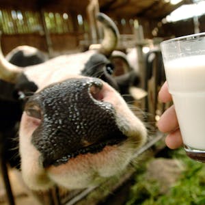 Oberbergs Milchviehhalter wurden von dem geplanten Verkauf von Friesland-Campina an Müller-Milch überrascht.