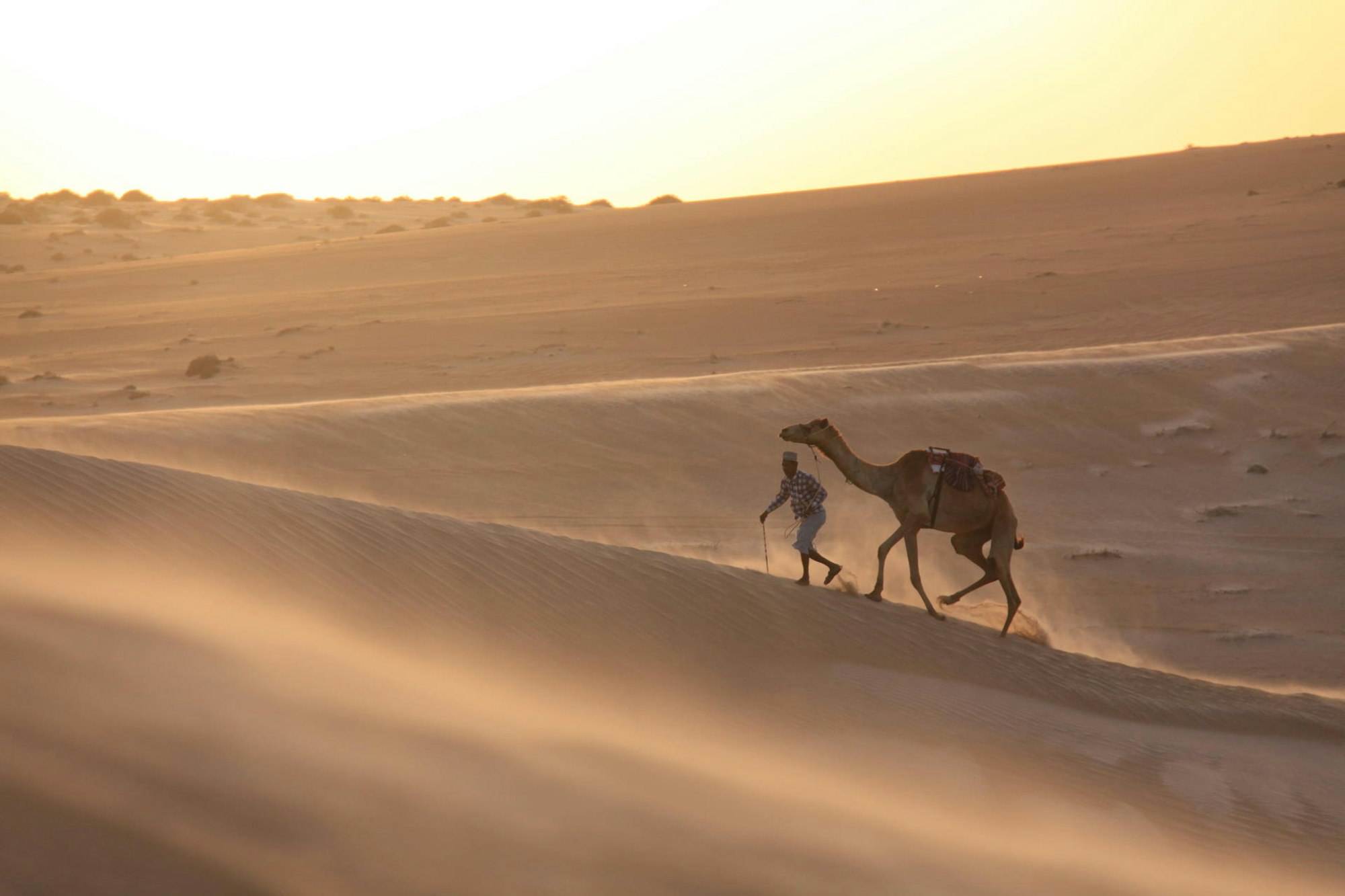 Kameltrekking im Düne Wüste dpa