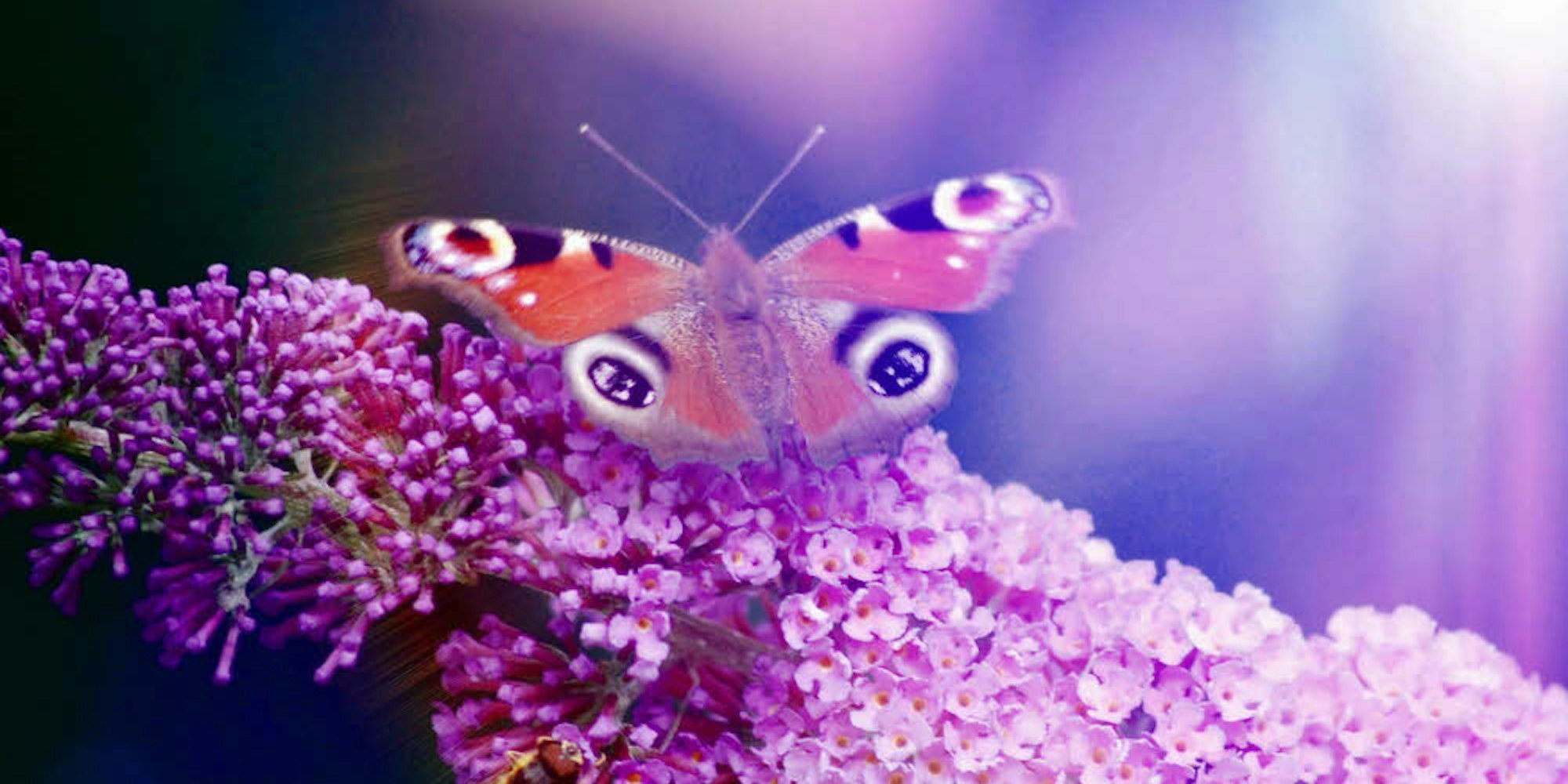 Den meisten Nektar finden Schmetterlinge auf heimischen Wildblumen
