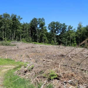 Abgeholzt: Ein kompletter Wald ist bei Wermelskirchen gestohlen worden. Die Polizei stellte noch einen Holz-Lkw.