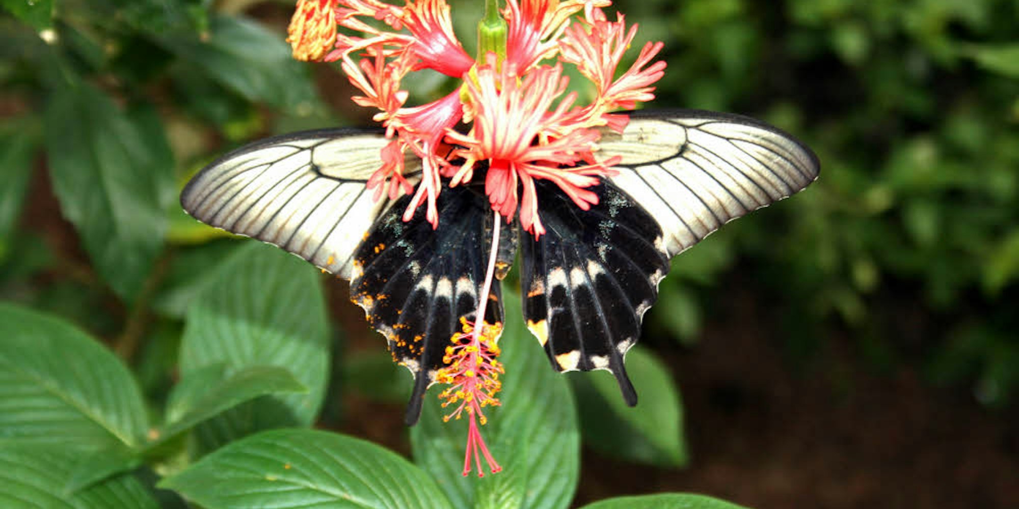 Ein Zuhause für 42 tropische Schmetterlingsarten gibt es in Ahrhütte. Die Betreiber des Schmetterlingshauses Eifalia ziehen nach dem ersten Sommer eine positive Bilanz.